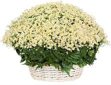 Цветочная композиция из Ромашки в корзине #REPLACE_PRED# Котласе